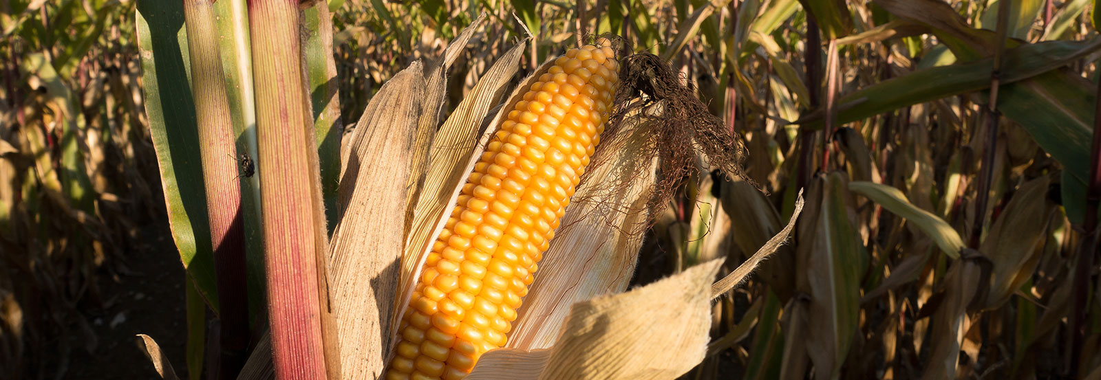 Maize