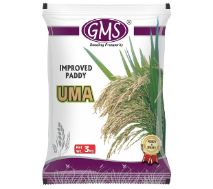 Improved Paddy UMA