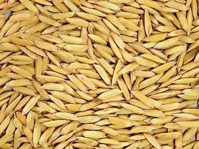 HybridPaddyGMS-3416