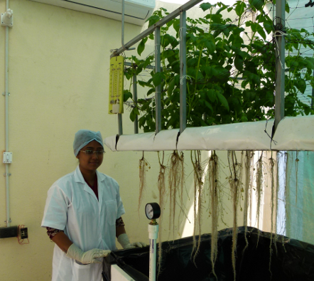 Aeroponics ptato growing research