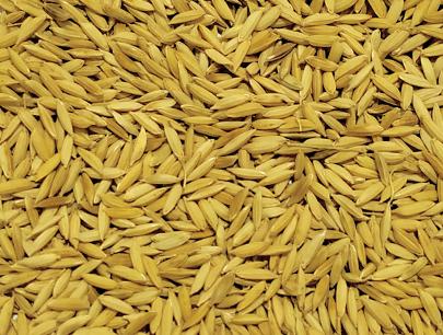 Improved Paddy NABINA PLUS