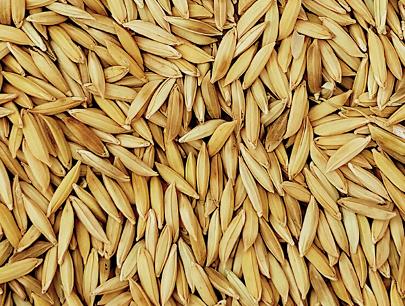 Improved Paddy GMS SONAM