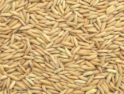Improved Paddy JAYANTI
