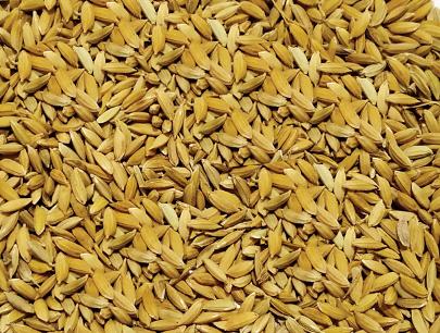 Improved Paddy BADSHA BHOG SPL