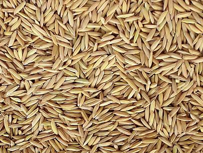 Improved Paddy NANDITA