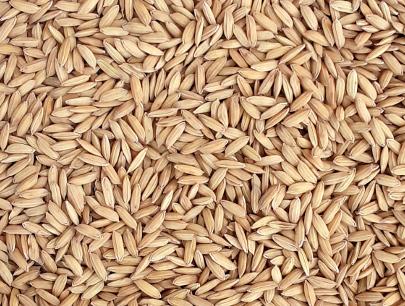 Improved Paddy GOBINDA BHOG SPL