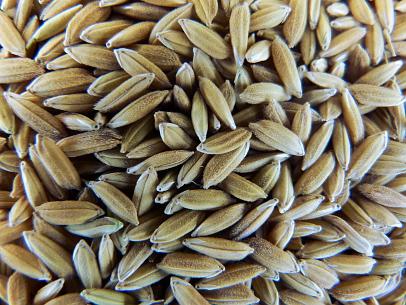Improved Paddy SWARNA PLUS