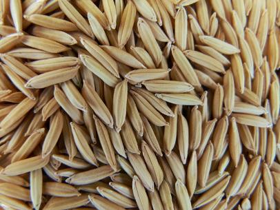 Improved Paddy UJJAL PLUS