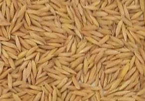 Improved Paddy Urmila