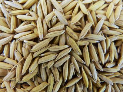 Improved Paddy URVASHI Plus