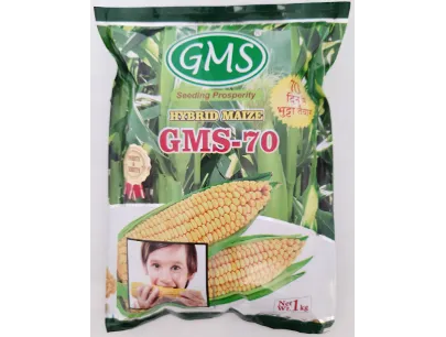 Hybrid Maize GMS - 70