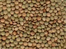 Lentils