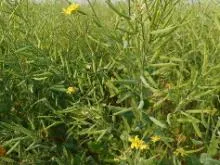 Mustard Seeds