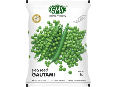 Pea Seed Gautami Pea Seed Gautami