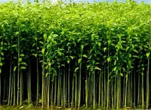 Jute seeds JRO-524