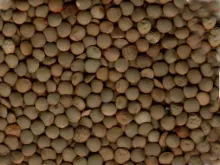Lentil - Subrato
