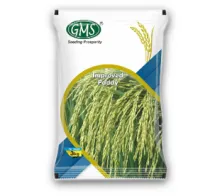 Improved Paddy GOBINDA BHOG SPL