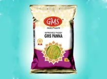 Improved Paddy GMS PANNA