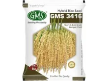 Hybrid Paddy GMS-3416